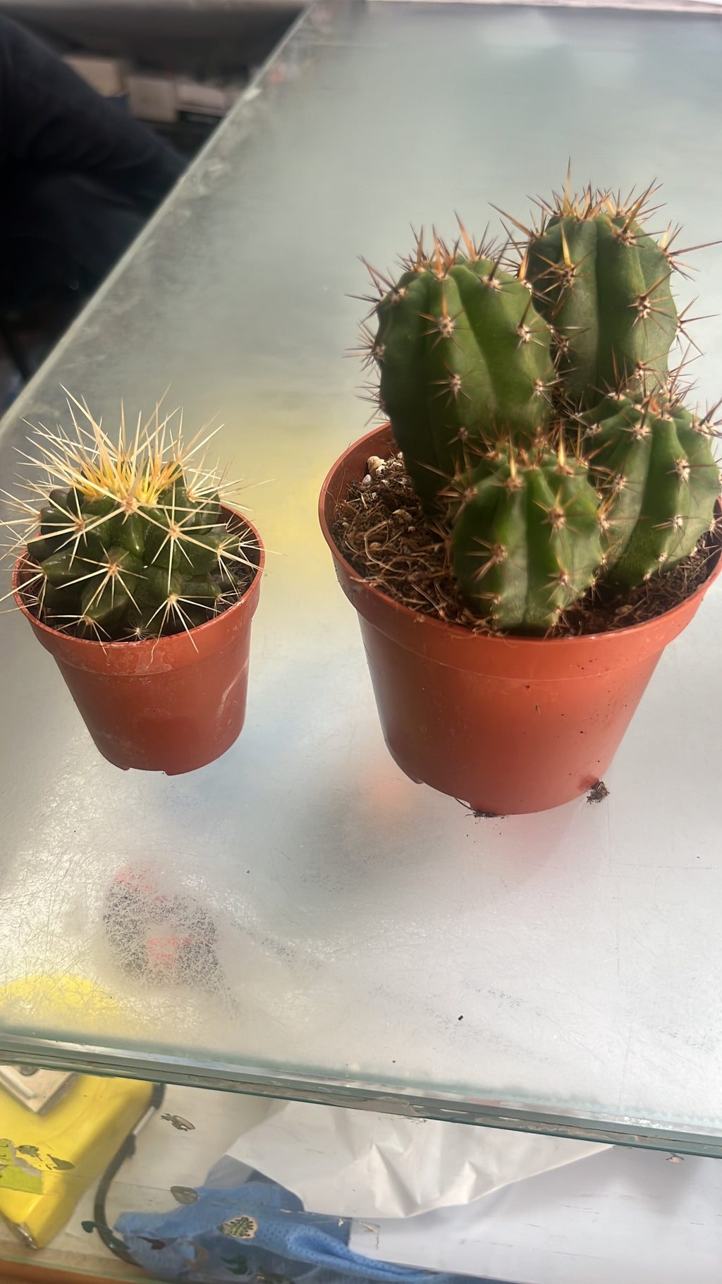 Yummy root - maceta rabbyt R + cactus