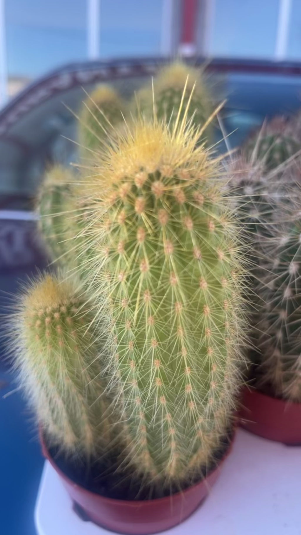 Yummy root - maceta rabbyt R + cactus
